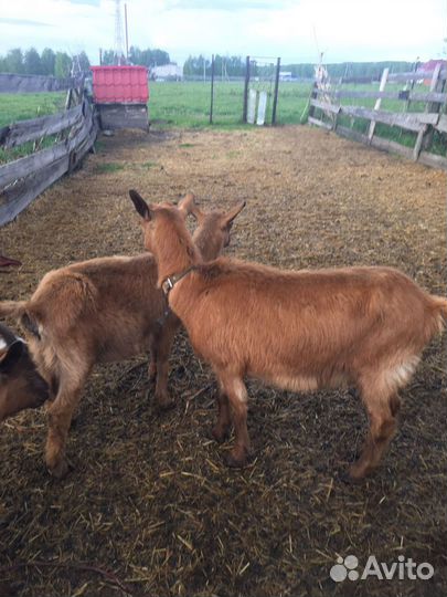 Коза дойная