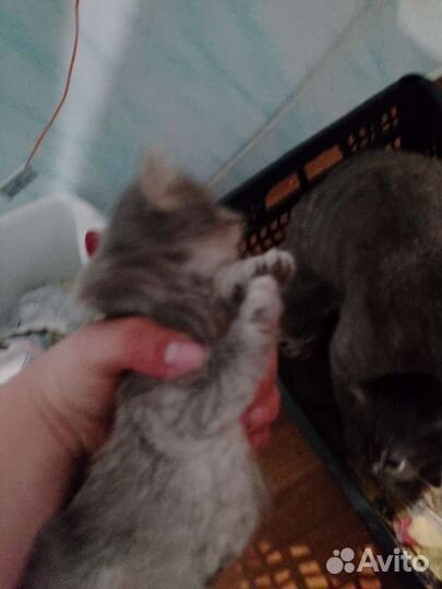 Котята в добрые руки бесплатно