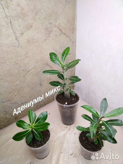 Домашние цветы