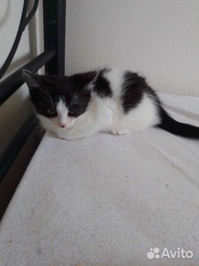 Котята