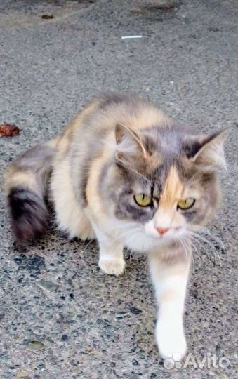 Киса Настюшка (крайбольница) - ласковая,обаятельна