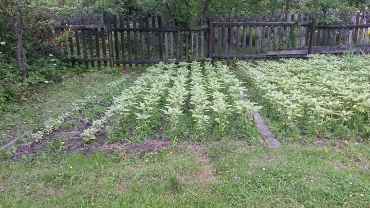 Участок 7 сот. (СНТ, ДНП)
