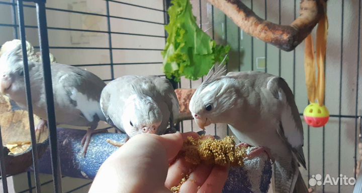 Корелла, птенцы