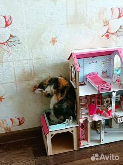 Кошка в дар