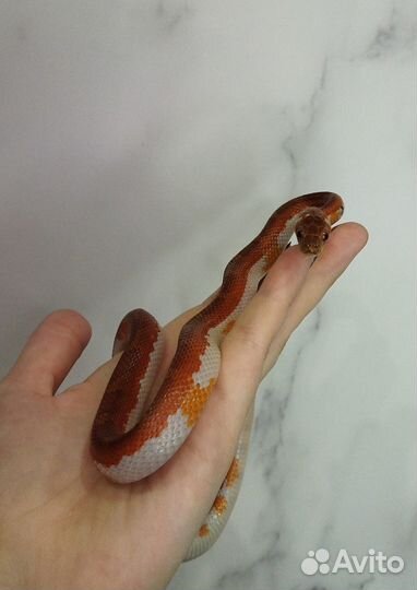 Маисовый полоз