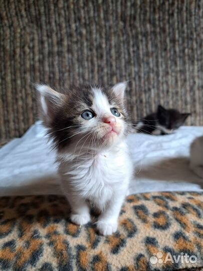 Отдаются котята трехцветные