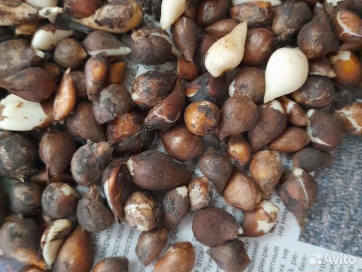 Тюльпаны,продажа до 10,09