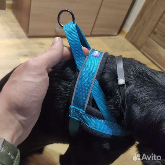 Шлейка для собаки