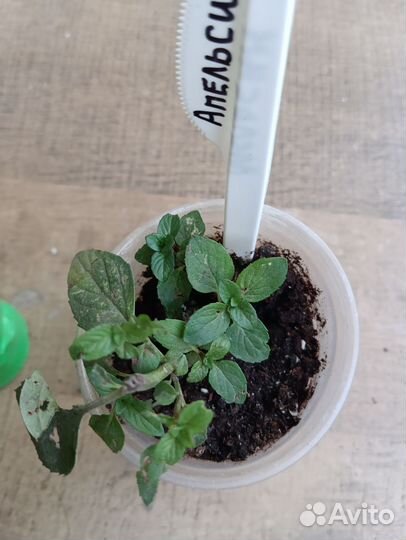 Мята апельсиновая, шоколадная, грейпфрут и др