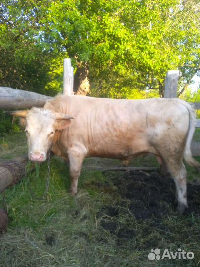 Бык на племя