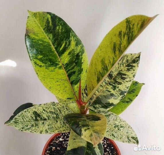 Цветы:Фикусы, Бегония, Пеперомия, Традесканция