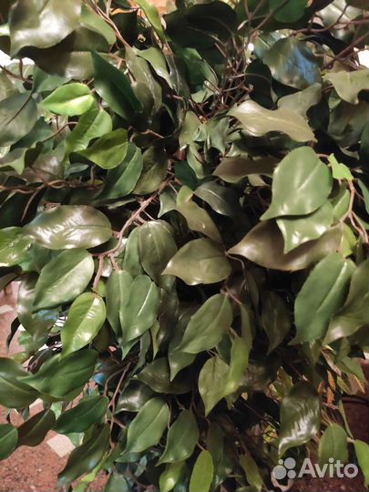 Дерево искусственное Кротон 160 см, Фикусы 170 см