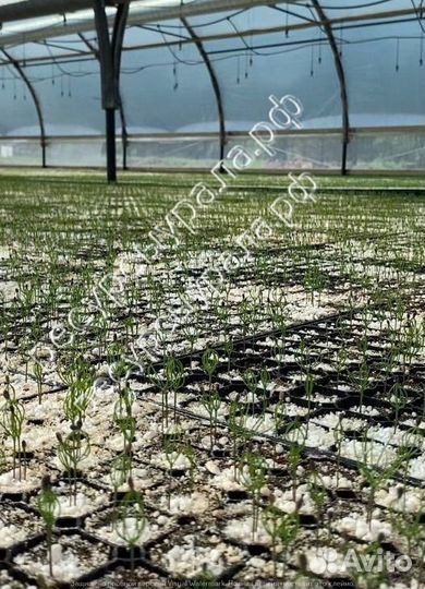 Сеянцы сосны и ели обыкновенной зкс окс хвойные