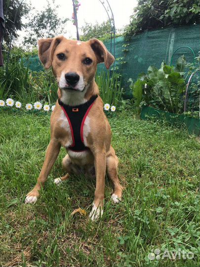 Собачка в добрые руки бесплатно