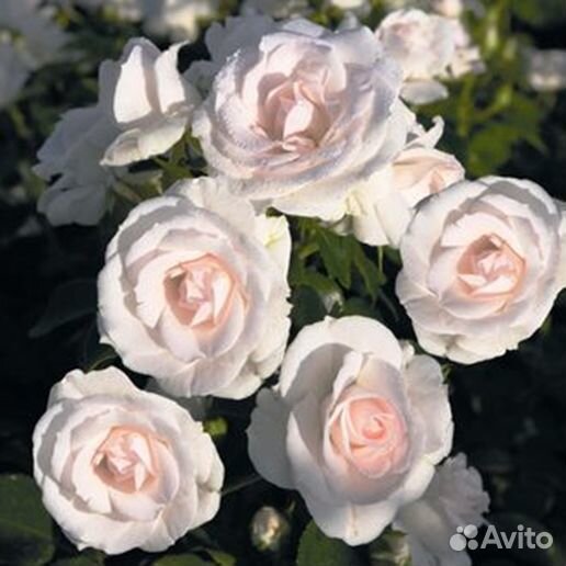 Роза аспирин собственнокорневая