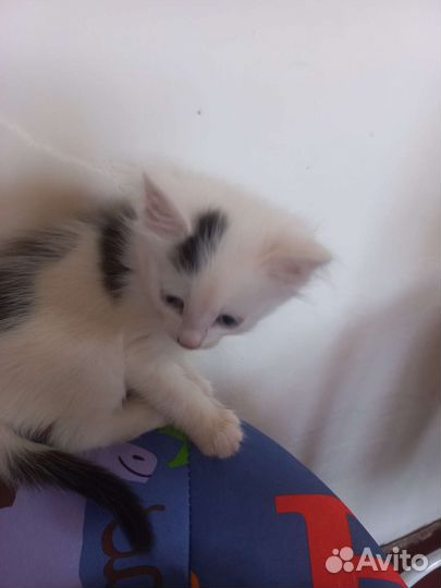 Кошка в дар