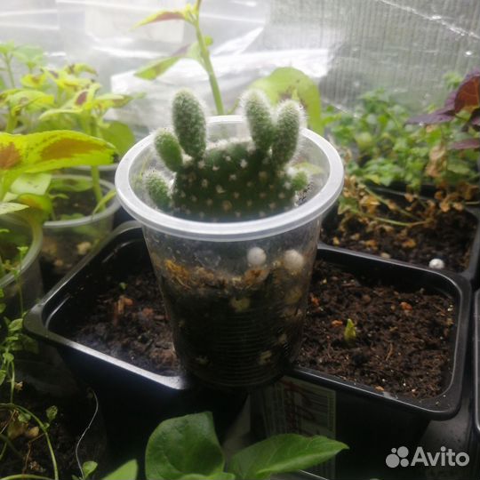 Кактус опунция микродазис