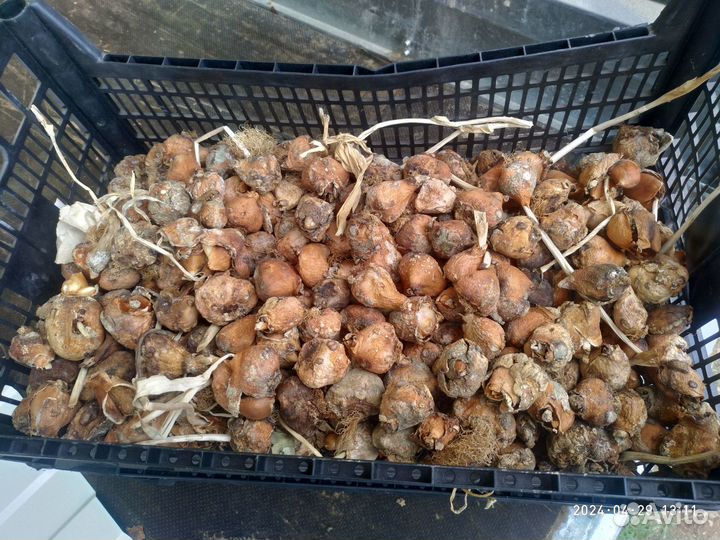 Луковицы тюльпанов не очищенные по 2-4 шт внутри