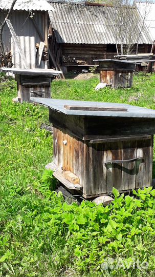 Продаю 2 пчелосемьи с ульями