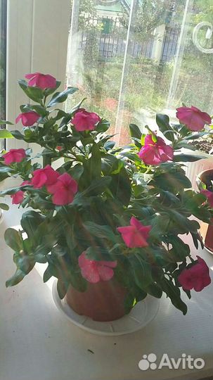 Катарантус рассада, семена