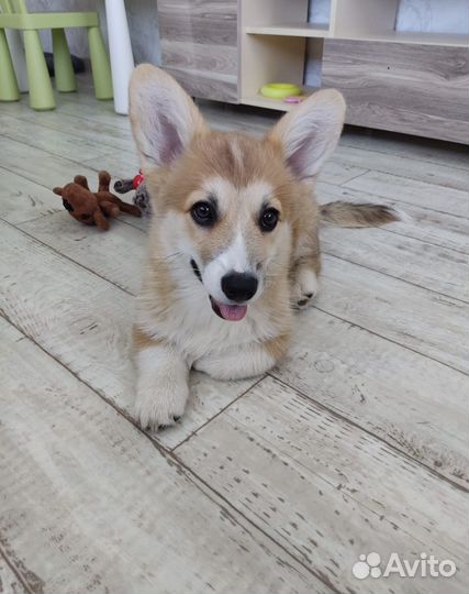 Щенки вельш-корги пемброк