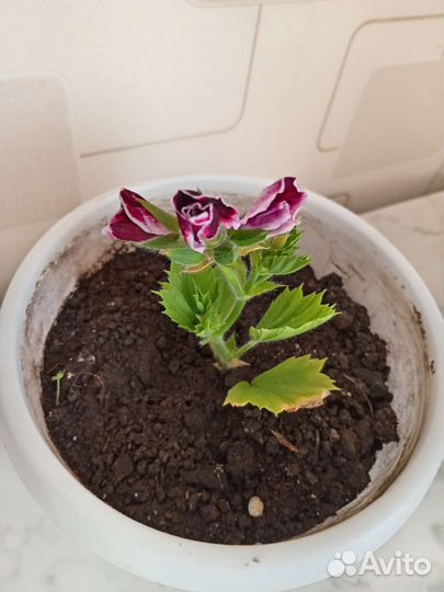 Пеларгония герань