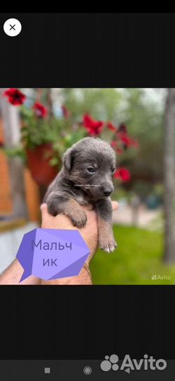 Щенок в добрые руки