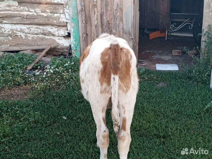 Бычки,телки