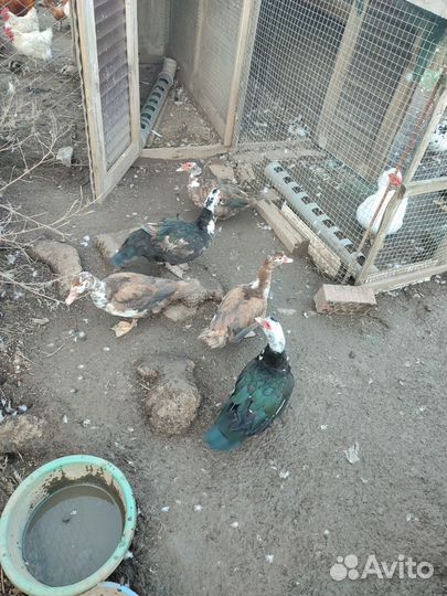 Мускусных Уток