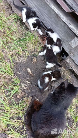 Котята мышеловы