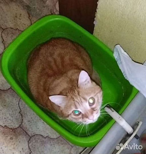 Домашнюю кошку повезли в приют