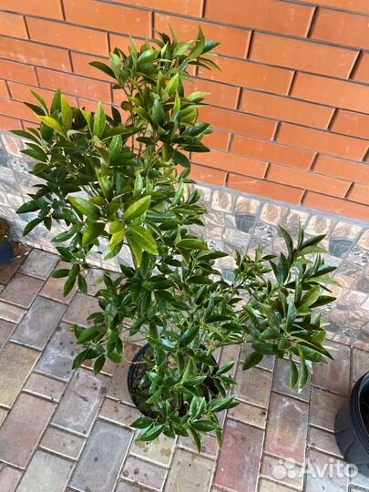 Кумкват дерево