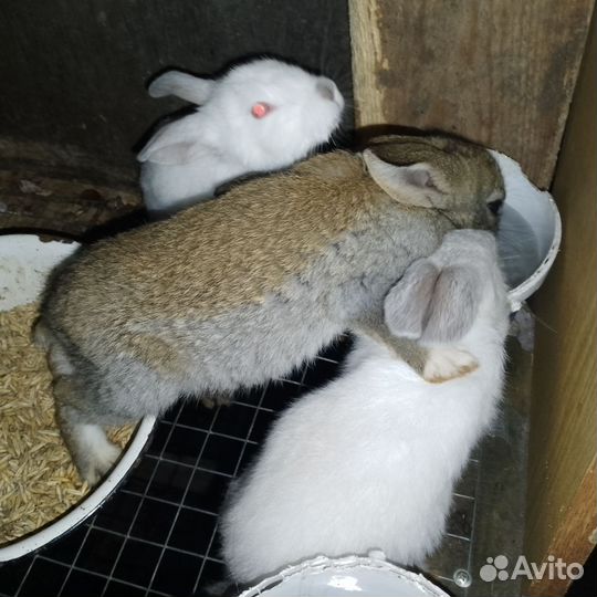 Кролики мясных пород