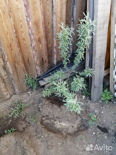 Куст облепихи