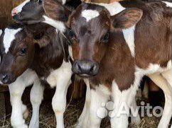 Бычкиии телочки