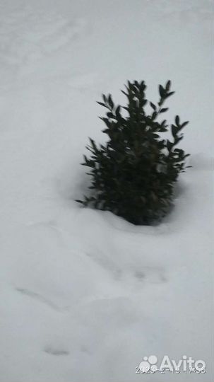Кустик самшита амолоденький здоровый
