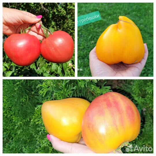 Семена крупных томатов. Коллекционные