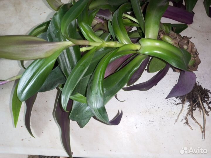 Цветок Рео или Моисей в корзинке