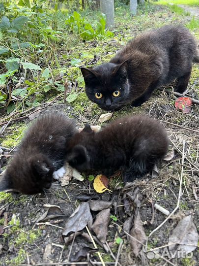 Котенок девочка в добрые руки