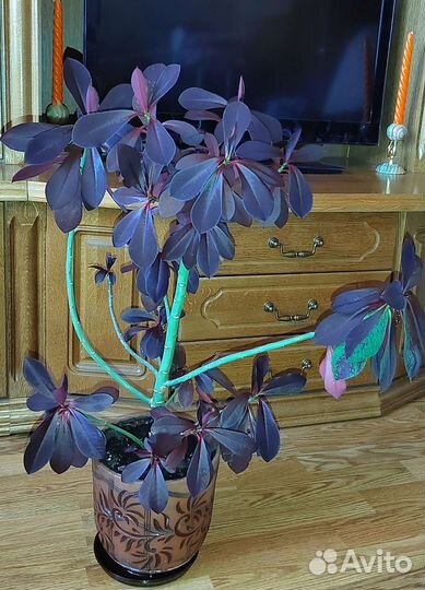 Синадениум