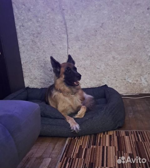 Лежанка для животных