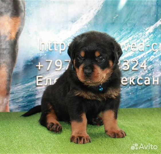 Щенки ротвейлера