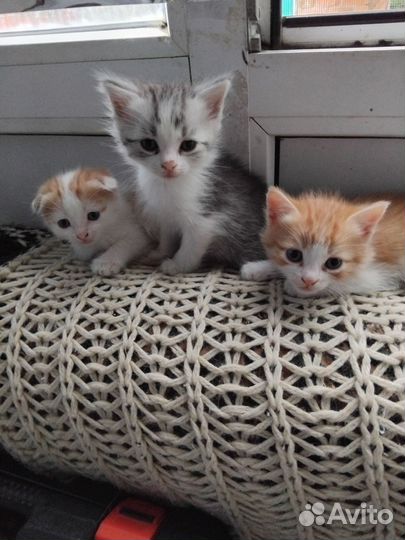 Котенок в дар бесплатно