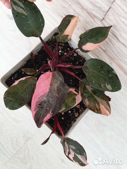 Филодендрон розовая принцесса, филодендрон маска