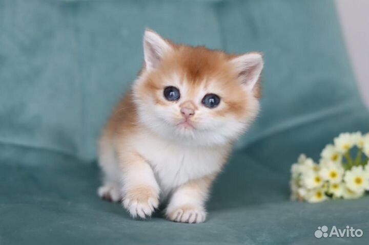 Короткошерстный британский котенок