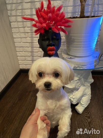 Мальтезе девочка