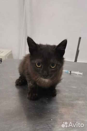 Котёнок мальчик Лаки