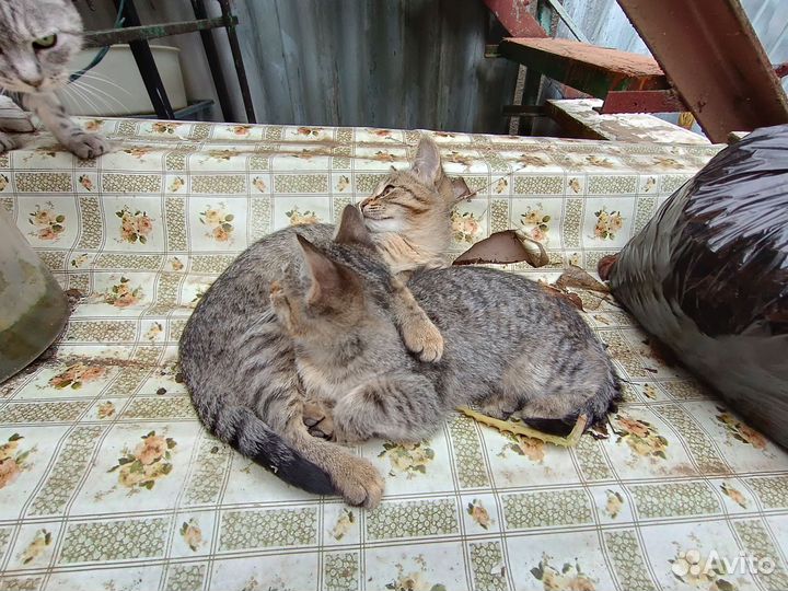 Кошки в добрые руки бесплатно