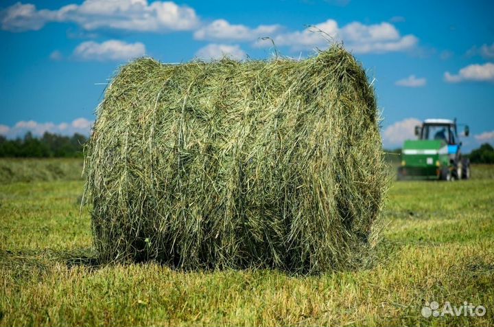 Сено солома в тюках и рулонах