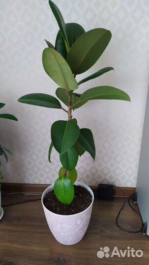 Фикус каучуконосный большой